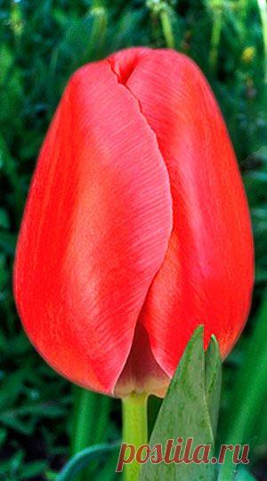 Пин на доске яТЮЛЬПАНЫ