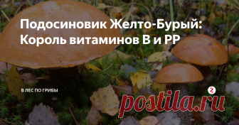 Подосиновик Желто-Бурый: Король витаминов В и PP От латинского -  Leccinum versipelle. Хороший съедобный гриб, который относит ко 2 категории. Встречается с начала июня по конец сентября.  Растет в лиственных и смешанных лесах, на березовых болотах. Отличается от красного подосиновика тем, что образует микоризу с березой, а не с осиной. По своему внешнему виду напоминает подберезовик.