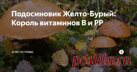 Подосиновик Желто-Бурый: Король витаминов В и PP От латинского -  Leccinum versipelle. Хороший съедобный гриб, который относит ко 2 категории. Встречается с начала июня по конец сентября.  Растет в лиственных и смешанных лесах, на березовых болотах. Отличается от красного подосиновика тем, что образует микоризу с березой, а не с осиной. По своему внешнему виду напоминает подберезовик.