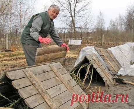 Как правильно укрыть виноград на зиму?