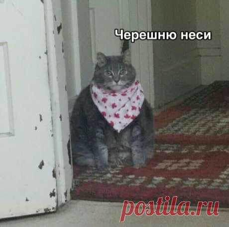 "Хочу черешню": что это за мем и почему все помешались на этой ягоде Лето только-только началось, но у него уже появились официальные лозунги — «Хочу черешню!» и «Неси черешню!». Окрошка, жара, каникулы и экзамены