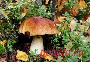 Белый гриб...