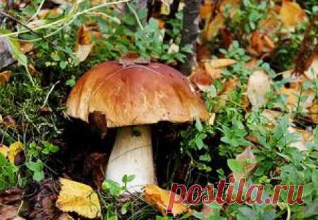 Белый гриб...