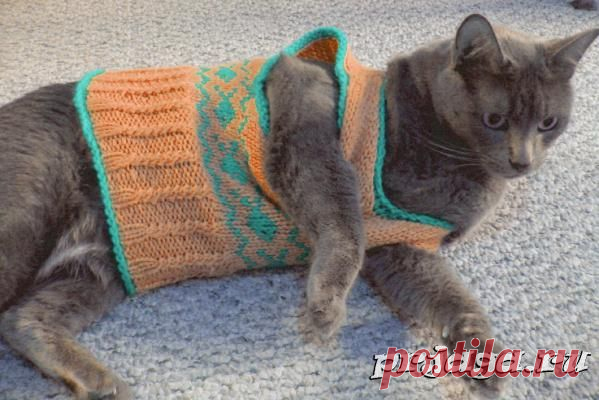 Кофточка для кошки спицами