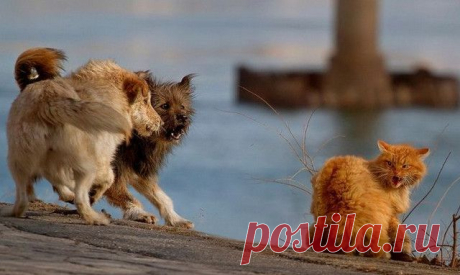 Иной раз и бегство - удаль....