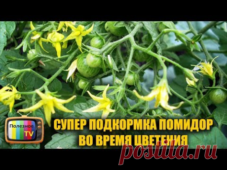 СУПЕР ПОДКОРМКА ПОМИДОР ВО ВРЕМЯ ЦВЕТЕНИЯ ДЛЯ УВЕЛИЧЕНИЯ УРОЖАЯ - YouTube