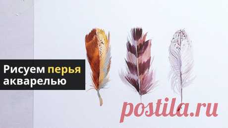 Как нарисовать перья птиц акварелью