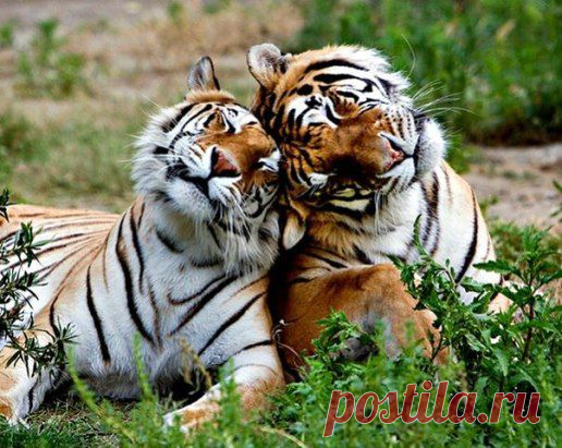 В жизни есть только одно счастье — любить и быть любимым.
© Жорж Санд