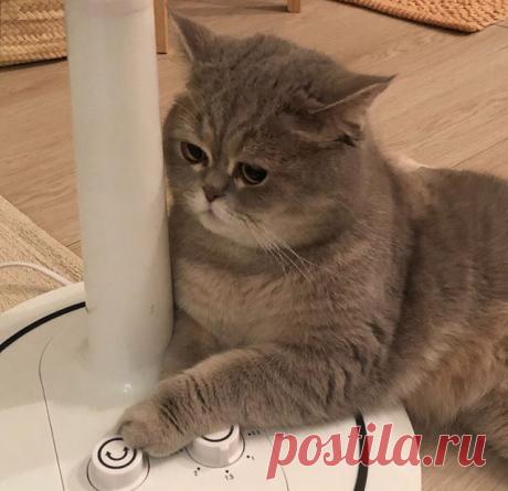 Прикольных котов пост - ЯПлакалъ