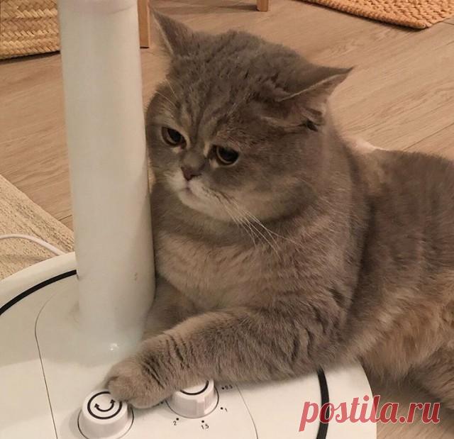 Прикольных котов пост - ЯПлакалъ