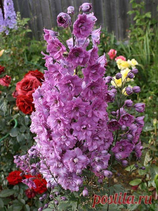 "Король синего цвета", "премьер многолетников», «голубое сокровище», «синее чудо сада» - так восторженно называют его .