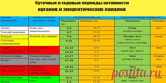 Биологические часы организма человека по часам работы.
