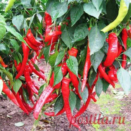 Урожай пропадет: с чем лучше на грядке не сажать перец | Будни садоводов | Пульс Mail.ru С наступлением весны появляется желание заселить весь сад вкусными овощами и зеленью. Только вот бездумно сажать всё подряд нельзя, есть риски...