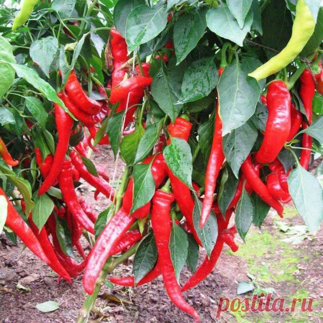 Урожай пропадет: с чем лучше на грядке не сажать перец | Будни садоводов | Пульс Mail.ru С наступлением весны появляется желание заселить весь сад вкусными овощами и зеленью. Только вот бездумно сажать всё подряд нельзя, есть риски...