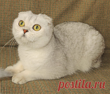 Оливия.