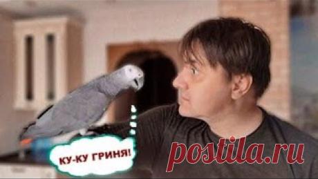 ✅ ПОПУГАЙ ГОВОРИТ С ХОЗЯИНОМ НА РАВНЫХ 🐦 ЖАКО ПЕТРУНЯ