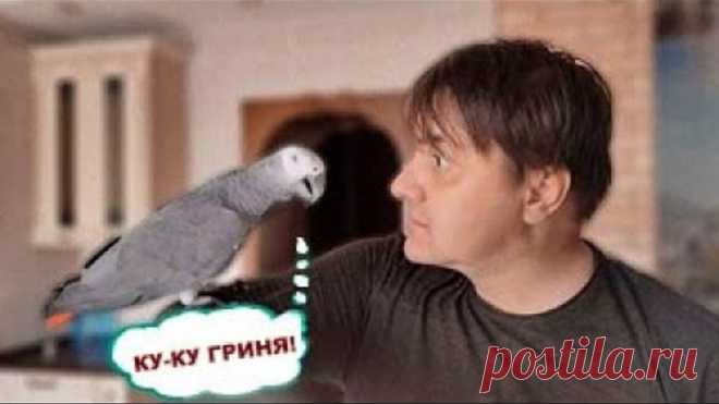 ✅ ПОПУГАЙ ГОВОРИТ С ХОЗЯИНОМ НА РАВНЫХ  🐦 ЖАКО ПЕТРУНЯ