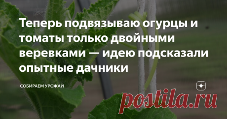 Теперь подвязываю огурцы и томаты только двойными веревками — идею подсказали опытные дачники