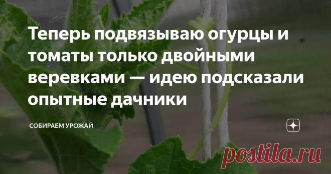 Теперь подвязываю огурцы и томаты только двойными веревками — идею подсказали опытные дачники