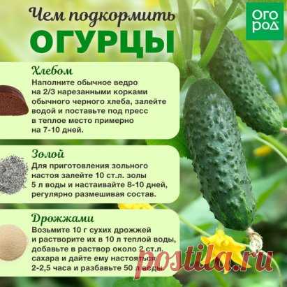 ЧЕМ ПОДКОРМИТЬ ОГУРЦЫ ДЛЯ ХОРОШЕГО РОСТА 
http://ogorod.ru/34297a