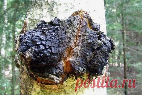 Россиянин нашел четырехкилограммовую чагу. Житель Новосибирской области нашел в хересе в лесу большую чагу. Мужчина поделился находкой в соцсетях. «Сегодня открыл новое место. Опять попалась чага на 1800 граммов, но когда я ее сбивал с шестиметровой высоты, она развалилась на три части, так в сборе весила бы около четырех килограммов», — написал он.