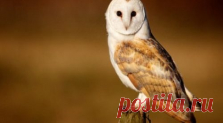 Ученые будут лечить возрастную глухоту людей с помощью птиц | Birdsnews.ru - новости о птицах