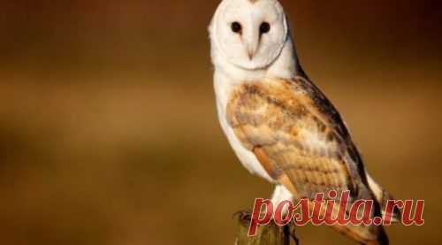 Ученые будут лечить возрастную глухоту людей с помощью птиц | Birdsnews.ru - новости о птицах