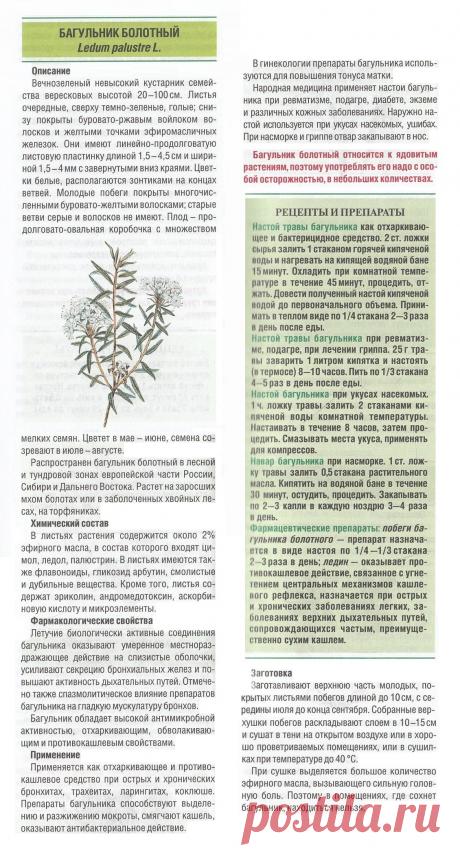 Багульник болотный