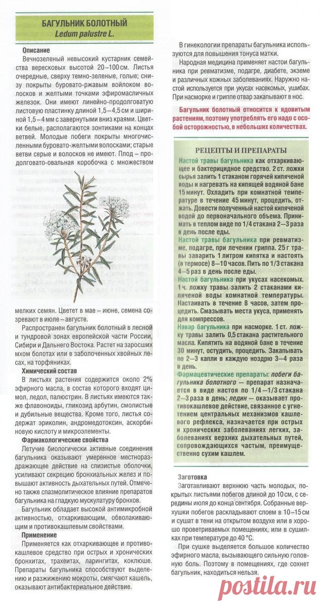 Багульник болотный