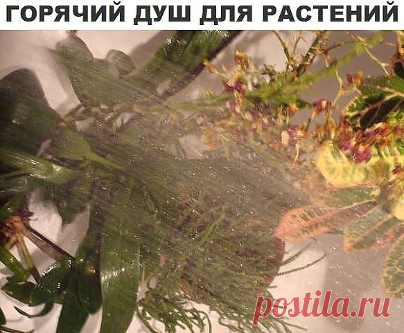 Горячий душ(ошпаривание) для пользы растений!