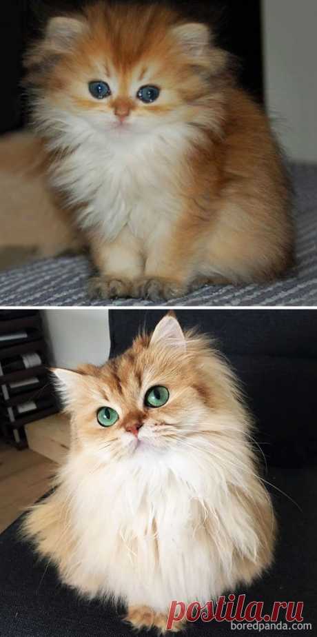 25 котят, которые с возрастом превратились в шикарных котов и кошек