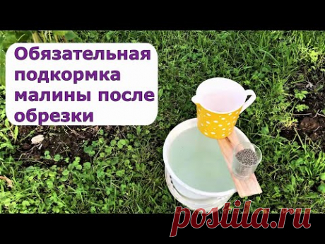 411. Важная подкормка малины после обрезки