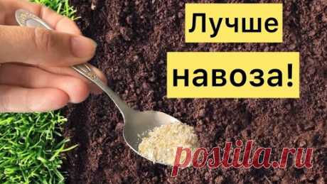 1 ложка простой подкормки на ведро воды - и усталая земля будет плодороднее чернозема. Как восстановить плодородие усталой почвы | Огород с Вероникой | Дзен