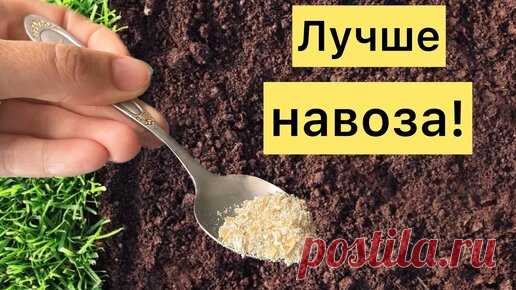 1 ложка простой подкормки на ведро воды - и усталая земля будет плодороднее чернозема. Как восстановить плодородие усталой почвы | Огород с Вероникой | Дзен