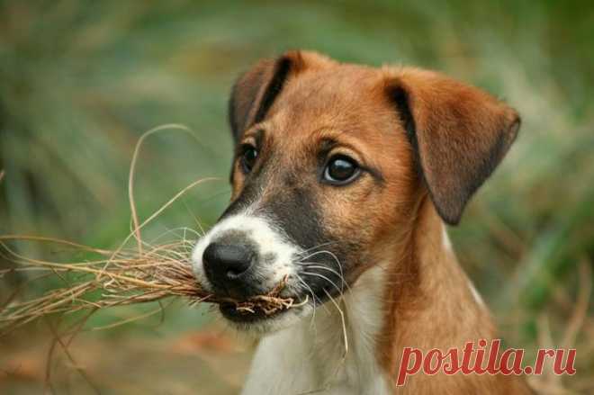 Порода собак фокстерьер