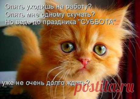 Без кота и жизнь не та ツ