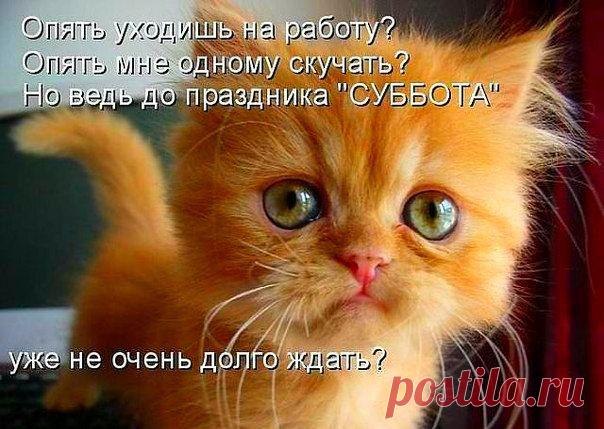 Без кота и жизнь не та ツ