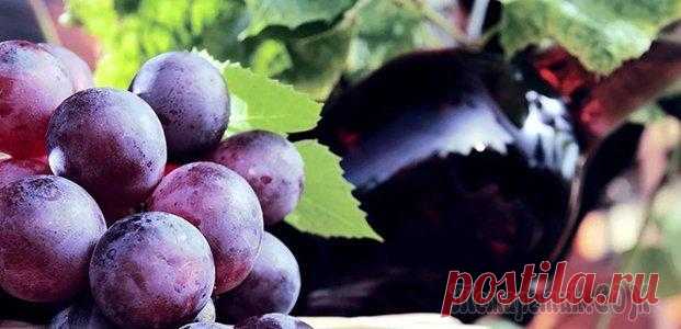 Винные сорта винограда: описание популярных культиваров Технические (винные) сорта могут быть местными или интродуцированными. В каждом районе существуют собственные сорта, из которых готовят популярные марочные вина. Например, на Дону – Цимлянский виногра...