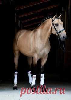 Шоколад Palomino Horse - вы думаете, что Бог создал...