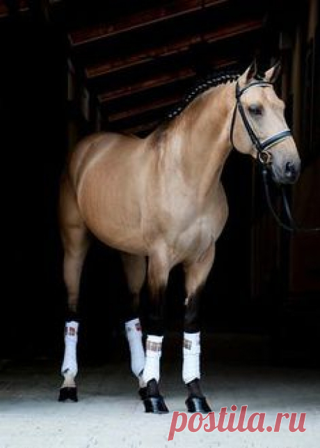 Шоколад Palomino Horse - вы думаете, что Бог создал...