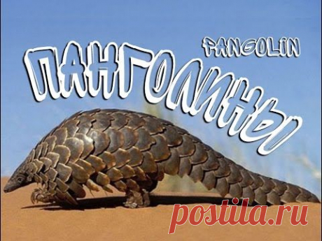 Панголины — Pangolin - YouTube
https://www.youtube.com/channel/UCla_ZxjFRNQRCNY6FYpHSvA Подпишись на канал!
Панголины — Pangolin, имеют другое название, Ящеры. Почуяв угрозу сворачиваются в шар, становясь недоступным для врагов. Угрозой для исчезновения стал человек, добывая панголинов ради мяса...
Приятного просмотра!