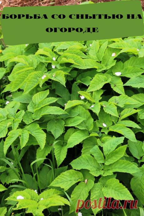 борьба со снытью на огороде
