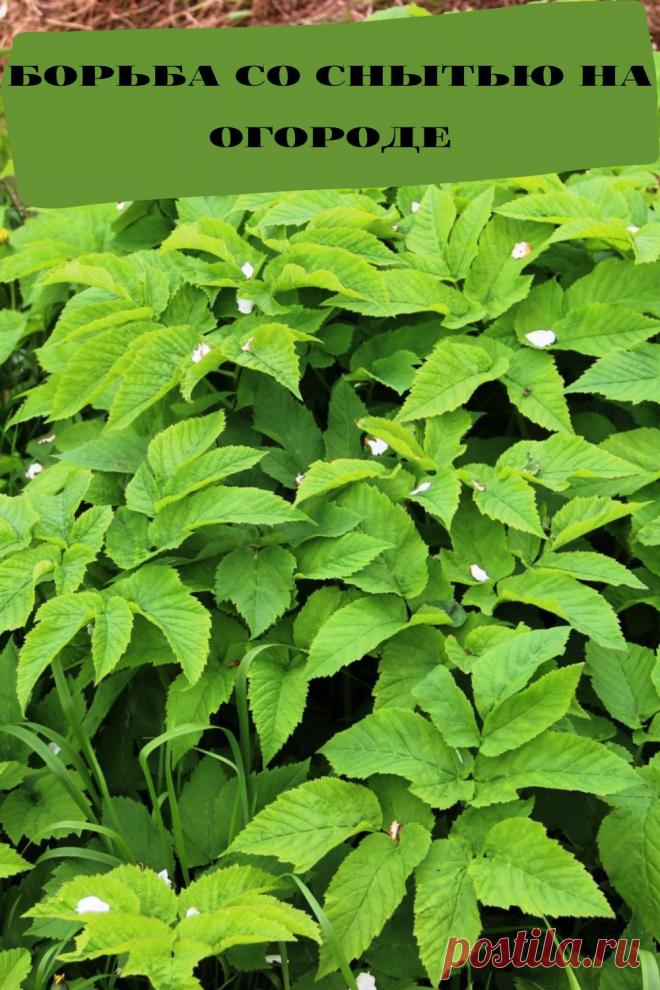 борьба со снытью на огороде