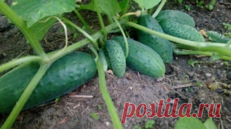 Мои огурцы растут даже холодными ночами — просто кладу аккумуляторы тепла с солёной водой
Огурцы и холод — несовместимые понятия. Мне помогают решить эту проблему аккумуляторы...
Читай пост далее на сайте. Жми ⏫ссылку выше