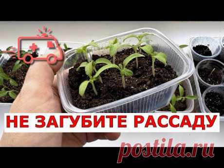 СКОРАЯ ПОМОЩЬ РАССАДЕ ТОМАТОВ, не загубите