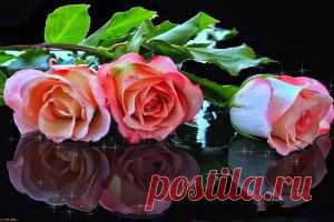 Прямой эфир - обои на рабочий стол, которые смотрят и ищут сегодня