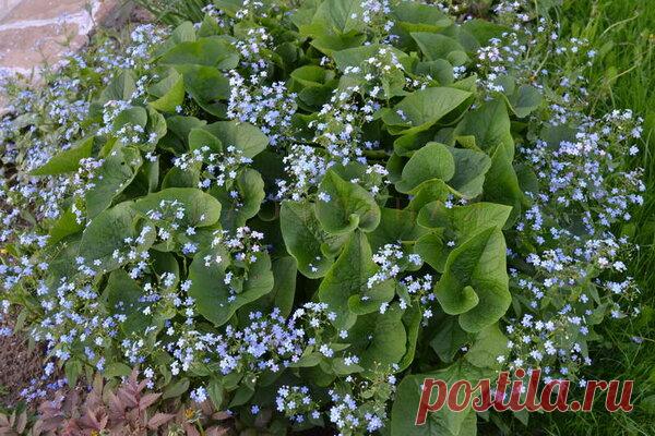 Неубиваемые цветы в саду, которые не требуют вашего внимания | Что посадить? | Яндекс Дзен