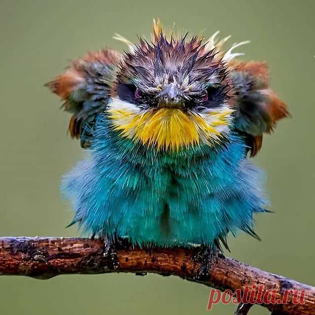 Photo by Best bird pictures on September 09, 2020. На изображении может находиться: птица.