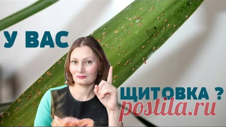 Борьба с ВРЕДИТЕЛЯМИ растений ЩИТОВКА, ТЛЯ , БЕЛОКРЫЛКА , ТРИПСЫ, ЧЕРВИЦЫ, ПАУТИННЫЙ КЛЕЩ , ПОДУРЫ.