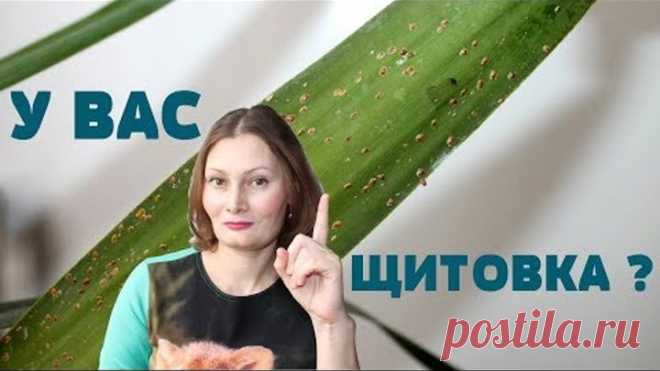 Борьба с ВРЕДИТЕЛЯМИ  растений ЩИТОВКА, ТЛЯ , БЕЛОКРЫЛКА , ТРИПСЫ, ЧЕРВИЦЫ, ПАУТИННЫЙ КЛЕЩ , ПОДУРЫ.